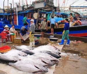 Hỗ trợ ngư dân: Tiền thôi, chưa đủ!