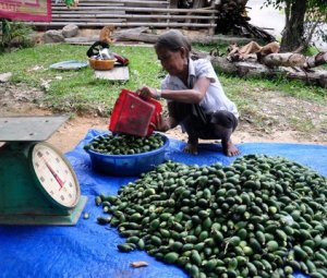 Ồ ạt thu mua cau non bán cho Trung Quốc