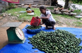 Ồ ạt thu mua cau non bán cho Trung Quốc